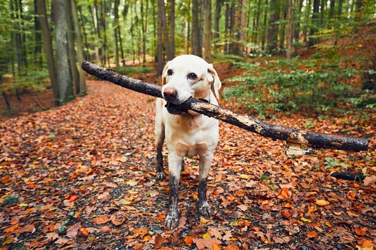 Fototapeta Muddy dog in autumn nature