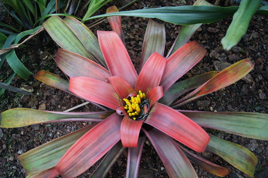 Bromeliaceae, rote Blume,bromelie, natur, pflanze, rot, flora, lilie, garden, pink, green, aufbl&uuml;hen, bl&uuml;hen, sch&ouml;nheit, makro, orange, tropisch, floral, fr&uuml;hling, blatt, bl&uuml;tenbl&auml;tter, farbe, gelb, 
