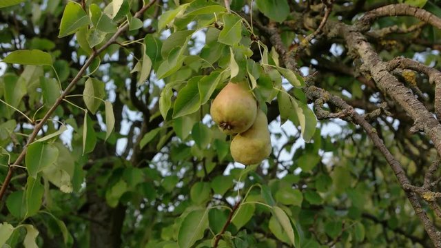 A ripe pear hangs on a branch. Autumn harvest