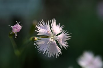 Clove Pink (Dianthus caryophyllus)