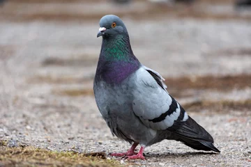 Deurstickers Dove pigeon bird © mylisa
