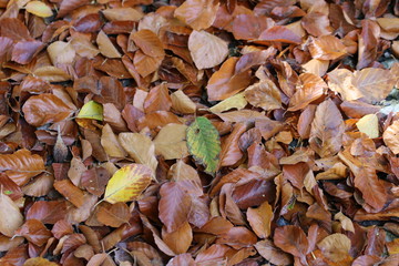 Buntes Laub/ Herbstlaub 