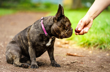 Französische Bulldogge