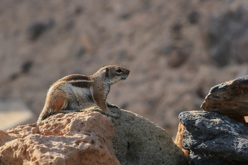 Chipmunk standing on the stones in nature habitat, Fuerteventura, Canary Islands