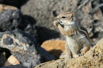 Chipmunk standing on the stones in nature habitat, Fuerteventura, Canary Islands