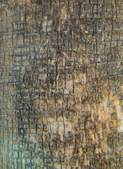 Bark of a palm tree close-up.