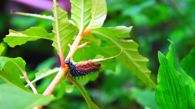 caterpillar worm striped black and white Walking eat on leaf  VDO 4K (Eupterote testacea, Hairy caterpillar)
