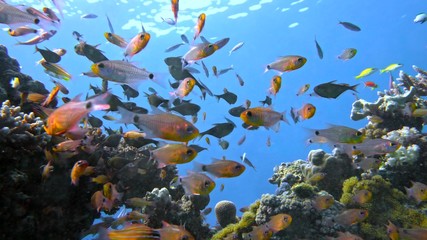 School of fishes Vanikoro Sweeper swims near coral reef in Red sea.