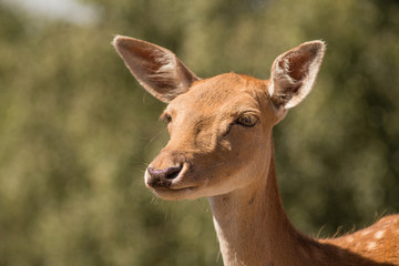 Deer