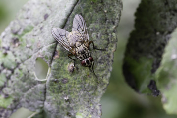 Bug