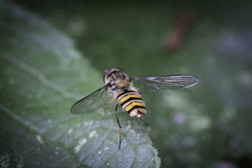 Black and Gold Insect