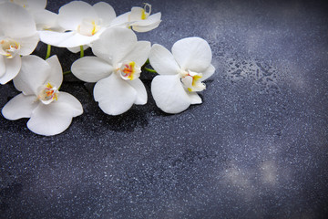 Naklejka na ściany i meble Spa background with white orchid.