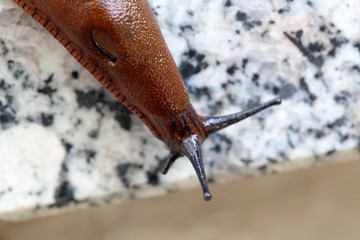 Spanish Slug