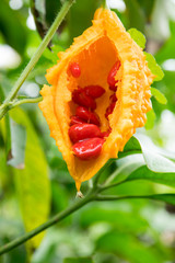 Ripe  bitter melon or Bitter gourd  in the garden