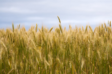 Fototapeta premium future bread