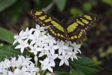 Butterflly in the garden