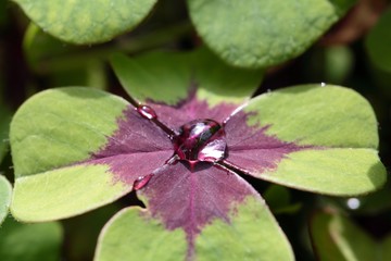Lucky Clover
