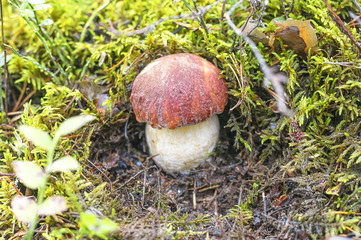 mushroom grown in the forest