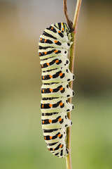 Paź Kr&oacute;lowej