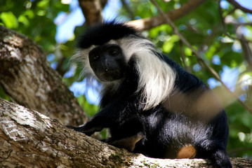 Schwarz-weisse Stummelaffen (Colobus oder auch Guereza genannt) an der Küste von Diani Beach, Kenia