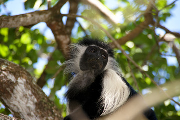 Schwarz-weisse Stummelaffen (Colobus oder auch Guereza genannt) an der Küste von Diani Beach, Kenia