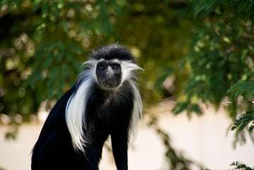 Schwarz-weisse Stummelaffen (Colobus oder auch Guereza genannt) an der Küste von Diani Beach, Kenia