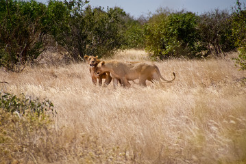 Löwinnen im Tsavo East National Park, Kenia