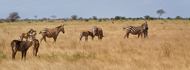 Fototapeta na wymiar Zebras und Wasserböcke im Tsavo East National Park, Kenia