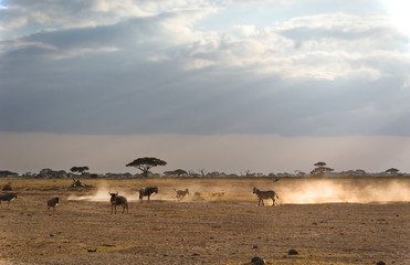Fototapeta na wymiar Herumrennendes Zebra in staubiger Steppe, Amboseli Natonal Park, Kenia