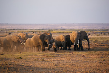 Naklejka premium Elefanten-Herde im Amboseli Nationalpark