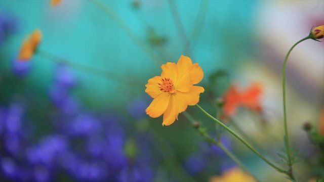  flowers in a garden