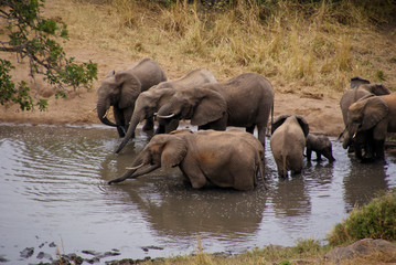 Elefanten-Herde am Wasserloch im Tsavo Nationalpark, Kenia