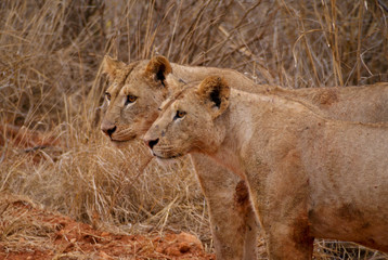 Obraz na płótnie Canvas Löwe im Tsavo National Park, Kenia