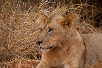 Löwe im Tsavo National Park, Kenia