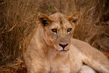 Obraz na płótnie Canvas Löwe im Tsavo National Park, Kenia