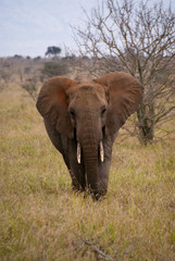 Obraz premium SONY DSC