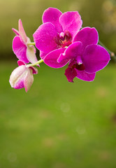 Naklejka na ściany i meble Pink Orchid Flowers in the garden.