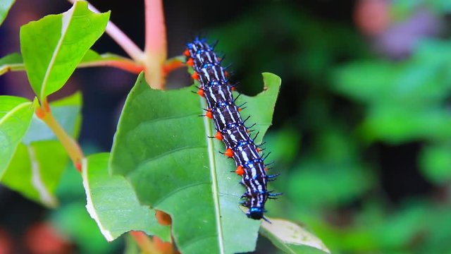 caterpillar worm striped black and white Walking eat on leaf  VDO 4K (Eupterote testacea, Hairy caterpillar)
