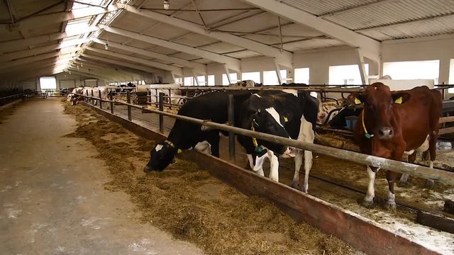 Cows eat hay on the farm for dairy animals