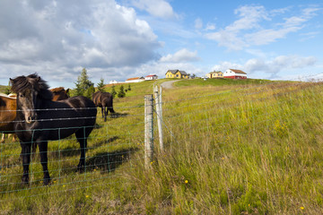 Typical icelandic landscape. Green hills, grass, meadows, blue skies, horses, farm, houses.
