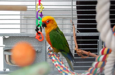 Foto op Canvas Colorful parrot in cage. A pet Jenday Conure  (Jandaya Parakeet)  Aratinga jandaya. Parrot with bright orange, green and blue feathers, native to Brazil and closely related to Sun Conures. Copy space. © Linda Bestwick