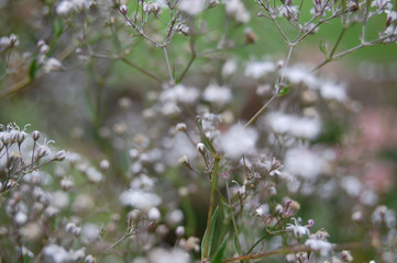 Blurred background of Gypsophila flowers, stems and  leaves. Also known as Baby's Breath. Delicate white, pink and green shades, shallow depth of field with Bokeh.