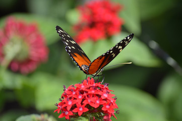 Butterfly in the garden