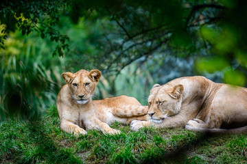Two female lions