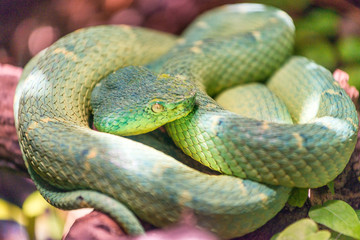 Fototapeta premium Green snake resting
