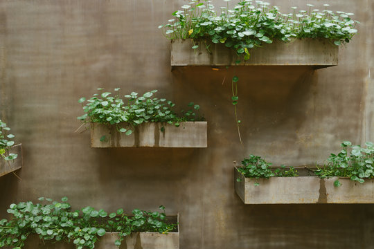 Plants On The Wall Of A Pool