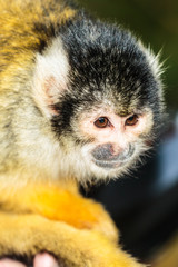 Leeuwenstaartmakaak.(Macaca silenus)