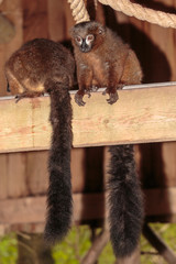 Roodbuikmaki.(Eulemur rubriventer)