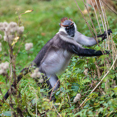 Roodkruinmangabey.(Cercocebus torquatus)