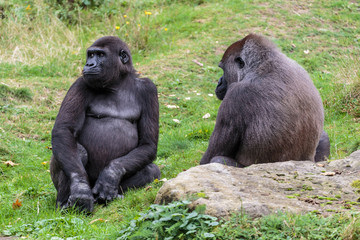 Laaglandgorilla, Gorilla gorilla gorilla